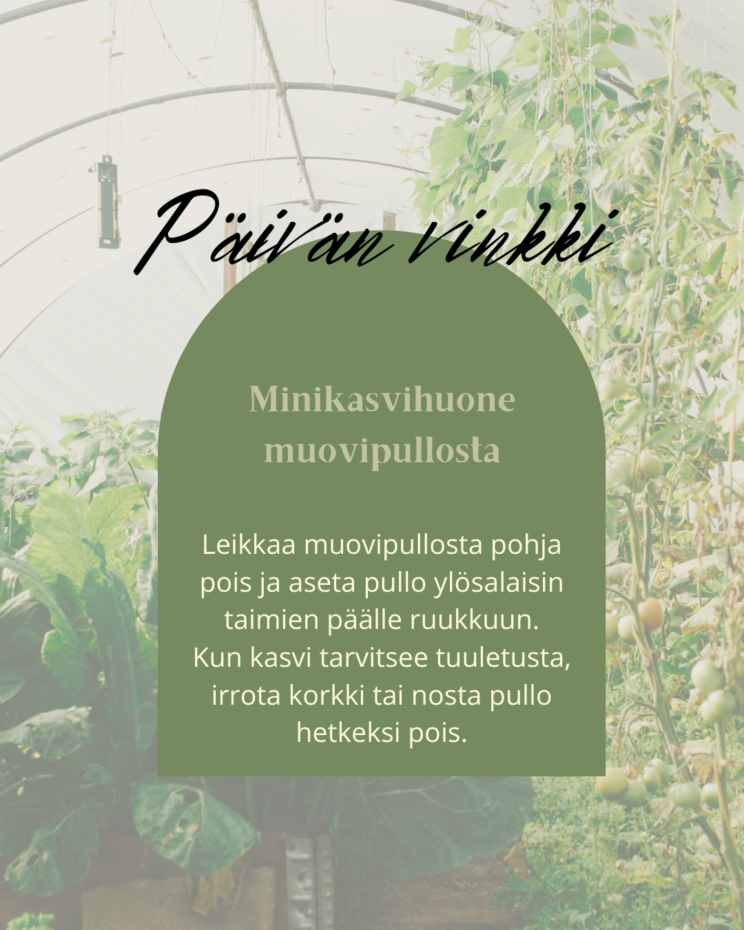 Päivän vinkki puutarhaan ja ikkunalaudalle.⁠
⁠
Kevättalvi on Suomessa hyvä hetki aloittaa rauhallisesti esikasvatus sisällä. Valo lisääntyy päivä päivältä, vaikka ulkona maa on vielä lumen alla.⁠
⁠
Ikkunalaudalla voit jo nyt kasvattaa esimerkiksi yrttejä, kuten basilikaa, timjamia ja persiljaa. Myös chili, paprika ja tomaatit hyötyvät aikaisesta alusta, kunhan niille riittää valoa ja tasainen lämpö.⁠
⁠
Minikasvihuone muovipullosta auttaa pitämään kosteuden sopivana taimien alkuvaiheessa. Muista kuitenkin tuulettaa säännöllisesti, jotta taimet pysyvät vahvoina eivätkä veny liikaa.⁠
⁠
Pienillä teoilla kevät pääsee alkamaan jo sisällä. Luonnon rytmiä ei voi hoputtaa, mutta sitä voi valmistella.⁠
⁠
Rauhallista kasvun odotusta. 🌱
