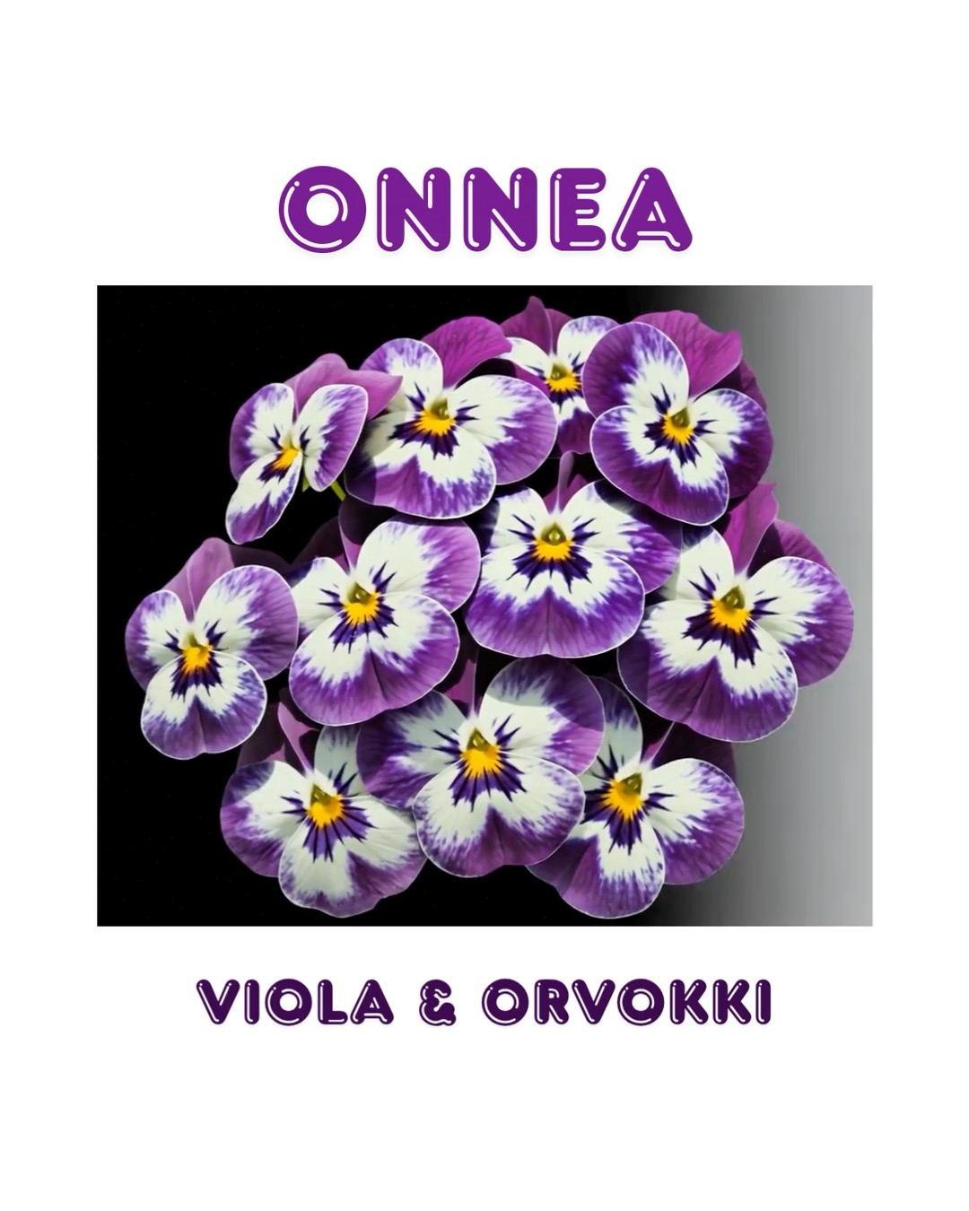Hyvää nimipäivää kaikille Violoille ja Orvokeille! 💜

Harvalla kukalla on yhtä paljon persoonallisuutta kuin orvokilla. Kun sitä katsoo hetken tarkemmin, huomaa jotain hauskaa: jokaisella orvokilla on aivan omat kasvonsa. Yksi näyttää iloiselta, toinen hieman mietteliäältä ja kolmas suorastaan siltä, että sillä olisi jokin salaisuus kerrottavanaan.

Tynnyrimiehen vaimolle orvokit ovat erityisen rakkaita. Lapsuuden kesät kuluivat tädin luona Jyväskylässä, missä piha ja puutarha olivat täynnä kauniita orvokkeja. Täti opetti katsomaan niiden pieniä kasvoja ja huomaamaan, ettei yksikään kukka ollut aivan samanlainen kuin toinen. Ehkä juuri siitä syntyi elinikäinen rakkaus orvokeita kohtaan.

Kaiken väriset orvokit ovat kauniita, mutta erityisesti violetin eri sävyt ovat löytäneet pysyvän paikan Tynnyrimiehen vaimon sydämestä. Niissä on jotakin samaan aikaan herkkää, iloista ja arvokasta.

Orvokit kuuluvat edelleen jokaiseen kesään. Niitä kasvaa nytkin perennapenkissä, ja lisää on tarkoitus hankkia ruukkuihin ilahduttamaan pihapiiriä. Kesä tuntuu jotenkin enemmän kesältä, kun siellä täällä pilkistää orvokin hymyilevät kasvot.

Onko sinulla jokin kukka, johon liittyy erityisen rakas muisto? 🌸