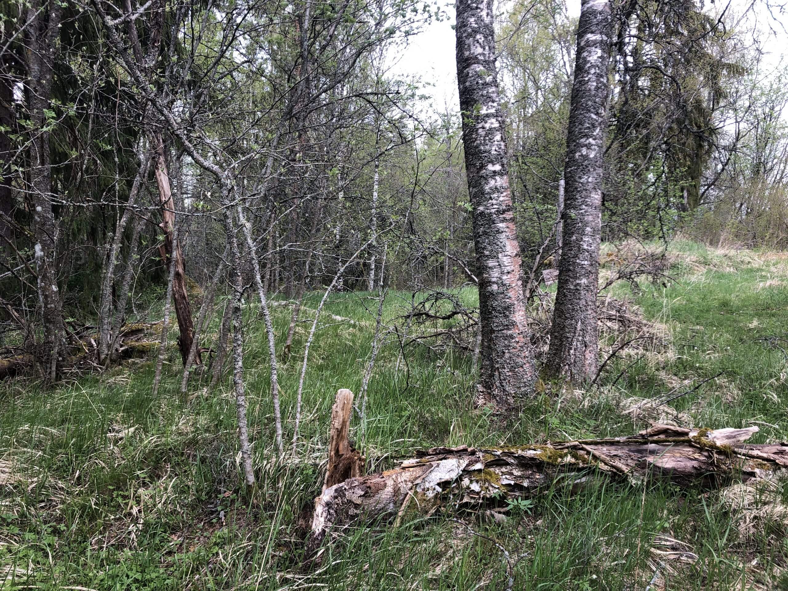 Vanhoja puita Otajärven luontotuvalla