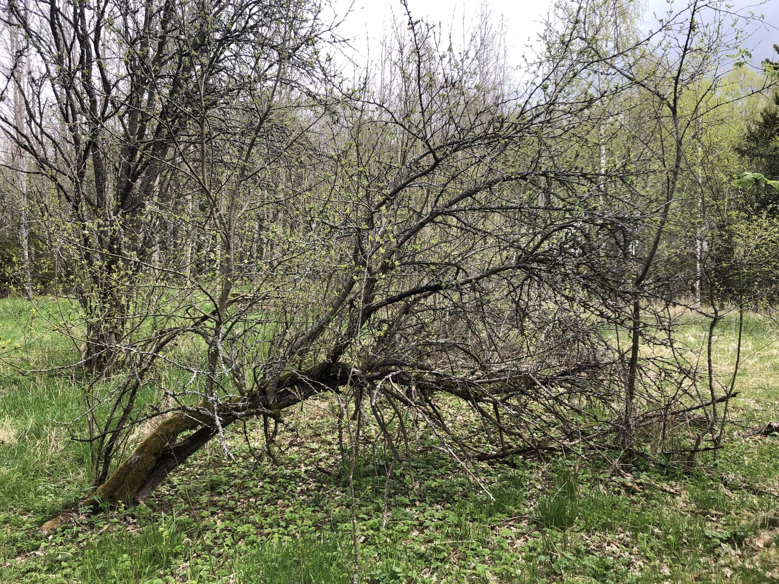 Puu kumollaan Otajärven luontotuvalla Tynnyrimiehen vaimon blogi