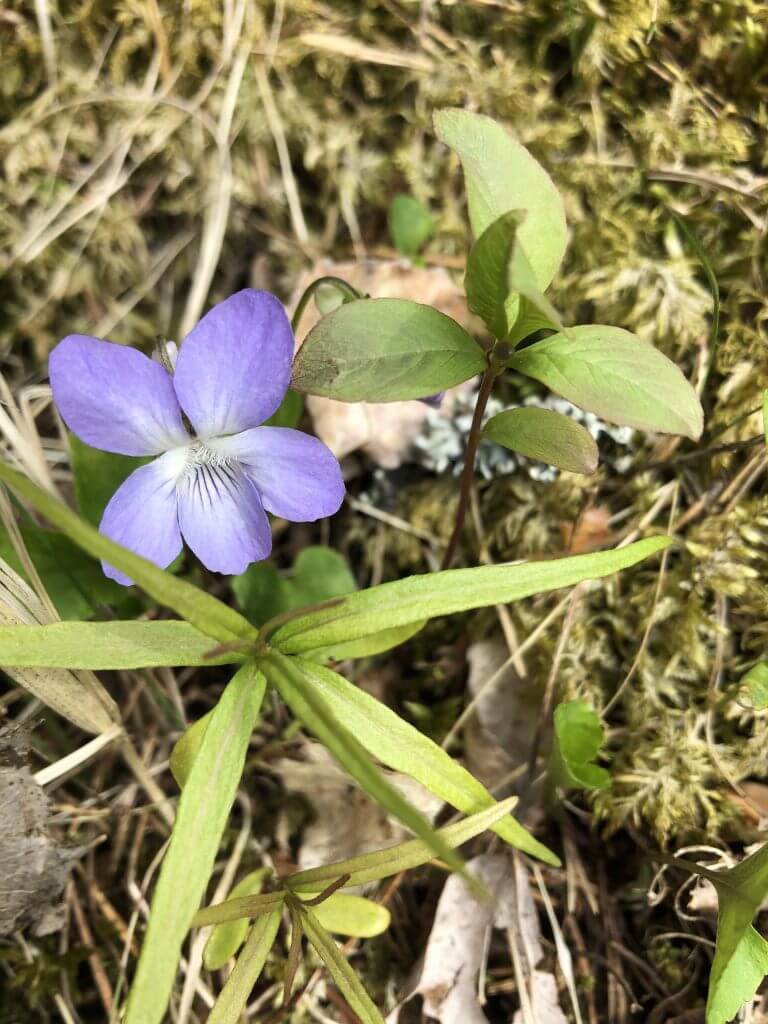 Kaunis sininen kukka Tynnyrimiehen vaimon blogi