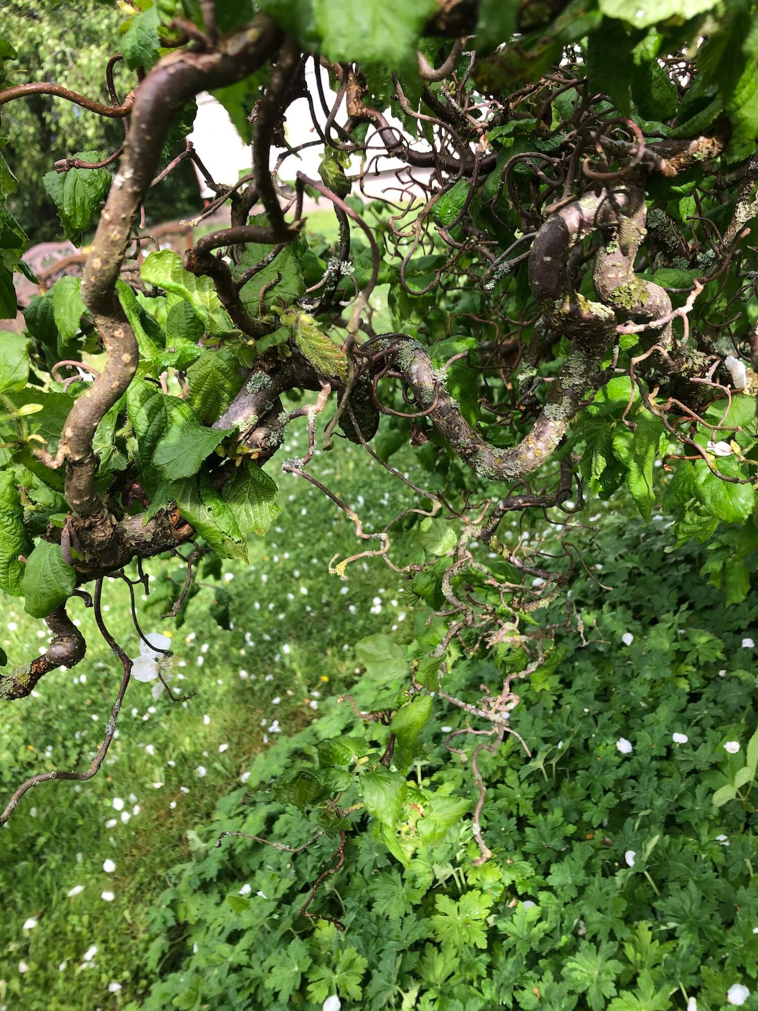 Peikonpähkinää Kukkahuone Linnean puutarhassa Tynnyrimiehen vaimon blogi