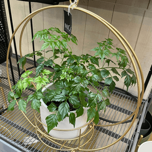 Kaunis metallinen amppeli puutarhamyymälässä Tallinnassa