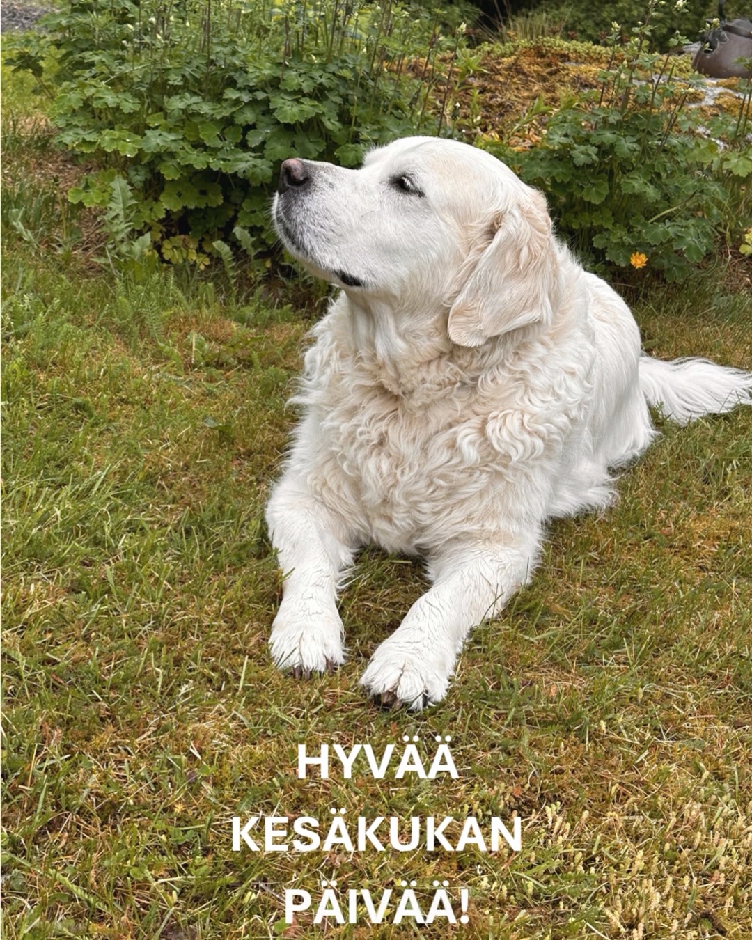 Hyvää Kesäkukan päivää! 

Vanha kansa tiesi puutarhan rytmit. Kesäkuun 10. päivää pidettiin pitkään rajapyykkinä, jonka jälkeen hallanvaaran uskottiin olevan ohi ja kesäkukat saattoi turvallisin mielin istuttaa ulos. Moni puutarhuri seuraa tätä perinnettä edelleen tänäkin päivänä. 

Tynnyrimiehen vaimolle tämä päivä on aina vähän erityinen. Se on lupaus siitä, että kesä on todella tullut. Nyt saa täyttää ruukut, pihat, terassit ja mökkipolut väreillä, tuoksuilla ja kukkien iloisella runsaudella.

Ja tässä päivän pieni kukkaknoppi:

Tiesitkö, että orvokin englanninkielinen nimi pansy tulee ranskan sanasta pensée, joka tarkoittaa ajatusta tai muistoa? Siksi orvokkia on vuosisatojen ajan pidetty muistamisen, ystävyyden ja lämpimien ajatusten kukkana. 

Onko sinun kesäkukkasi jo istutettu, vai lähdetkö shoppailemaan tänään?